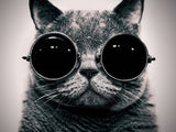 Funny Cat Glasses Poster
