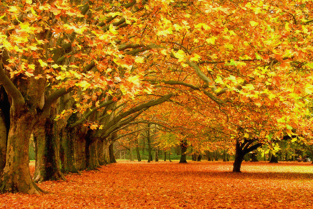 Beautiful Landscape Nature Trees Autumn Poster