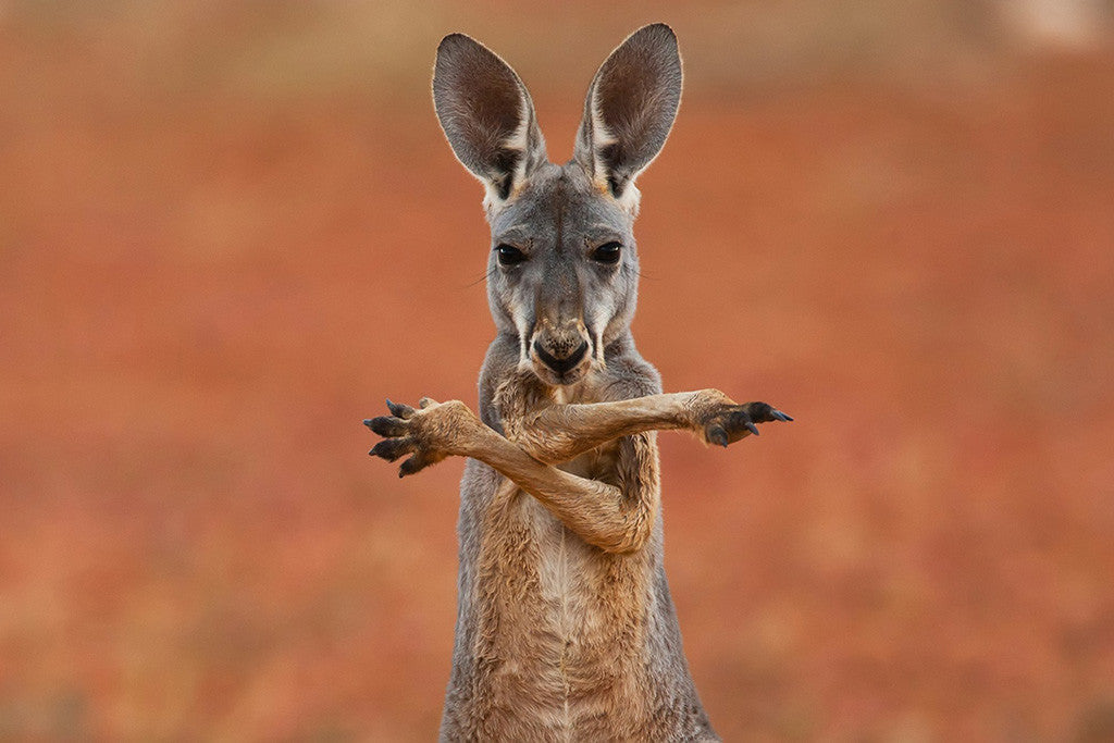 Funny Kangaroo Australia Poster