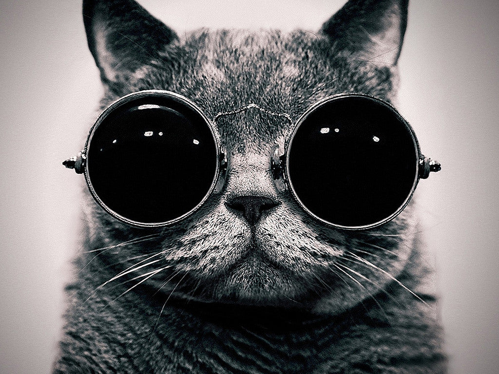 Funny Cat Glasses Poster