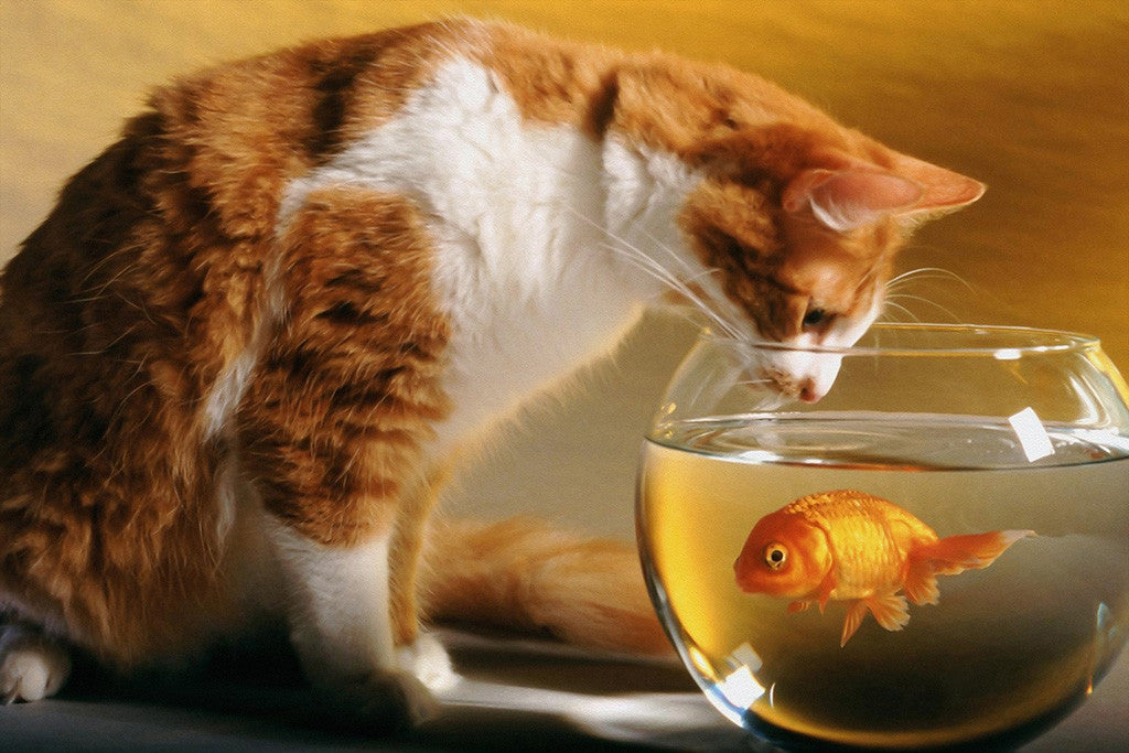 Cat Fish Funny Prank Poster