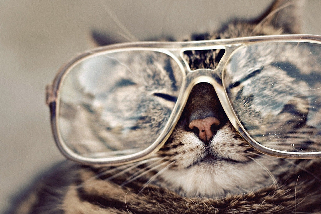 Cat Glasses Funny Prank Poster
