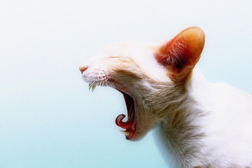 Screaming Cat Funny Poster