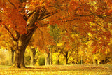 Beautiful Landscape Park Forest Trees Autumn Poster