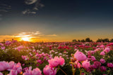 Beautiful Landscape Nature Sunset Flowers Poster