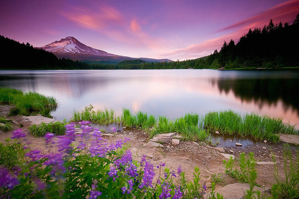 Beautiful Landscape Nature Lake Sunset Flowers Mountains Poster