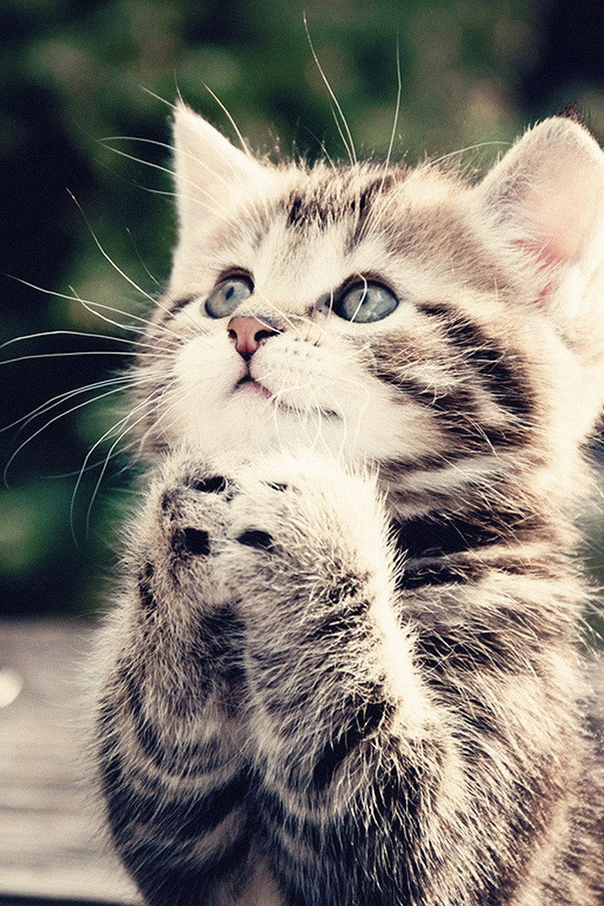 Cute Cat Kitten Poster